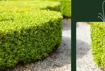 aménagement jardin Fontenay-le-Comte-2
