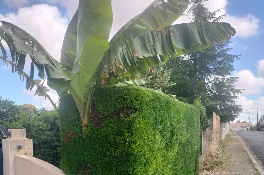 amenagement jardin fontenay le comte