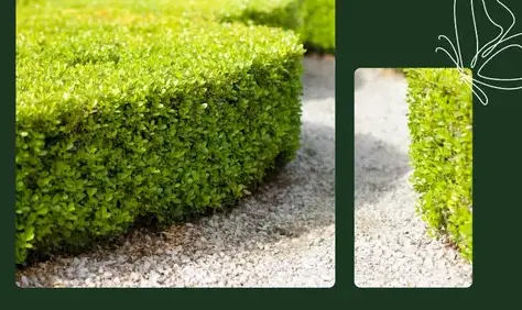 aménagement jardin Luçon-1