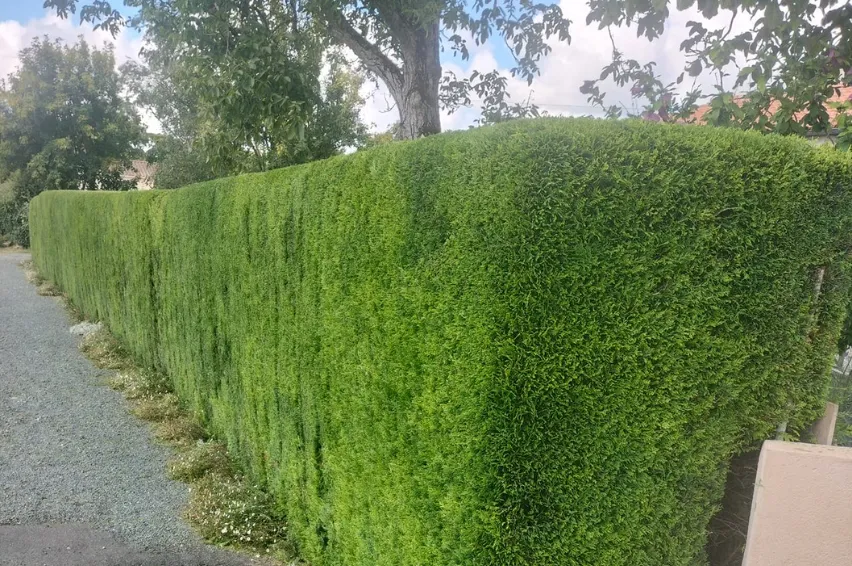 engazonnement chaille les marais